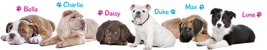 puppy dog names banner