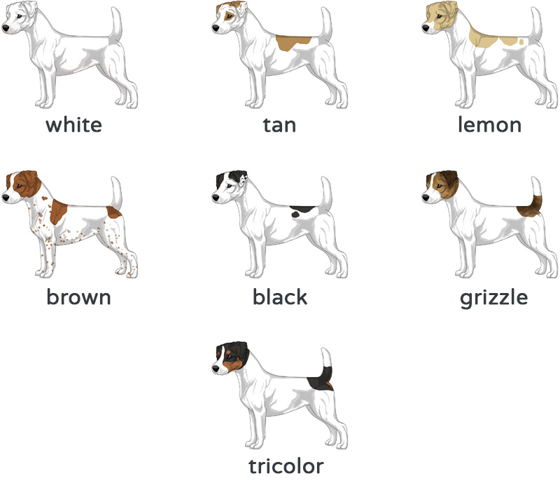 JRT coat colors