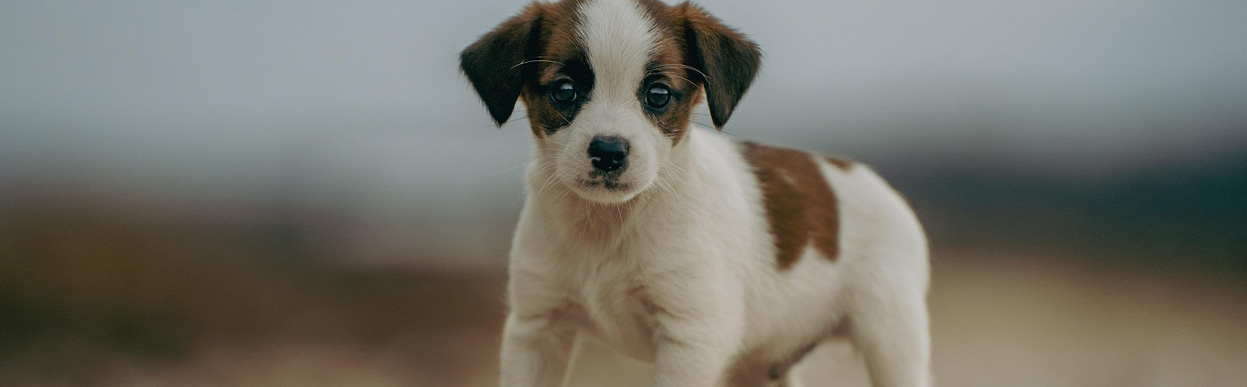 baddog JRT HOUSEBREAKING2