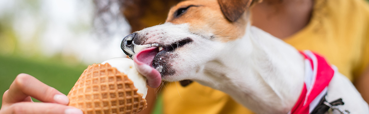 baddog JRT foodnono