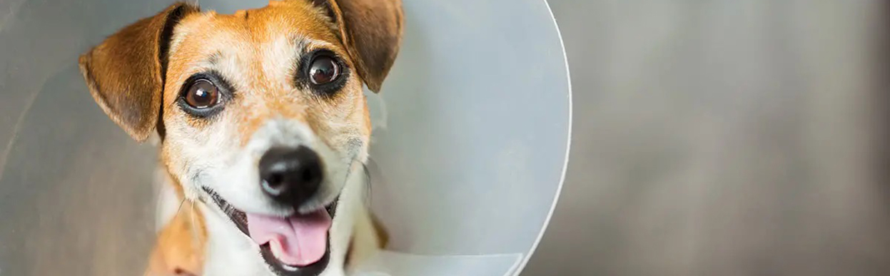 baddog JRT neuterdog