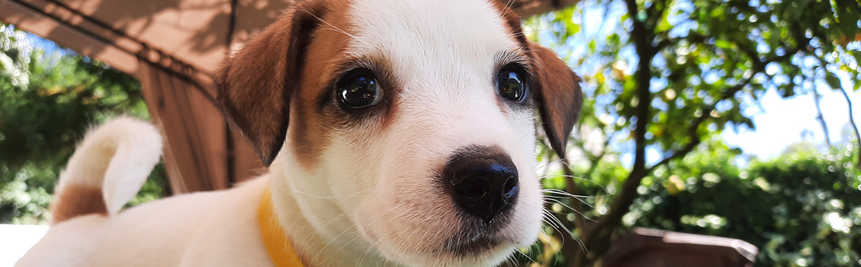 baddog JRT puppy stages