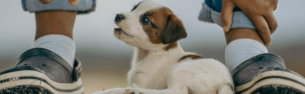 baddog JRT puppysocial
