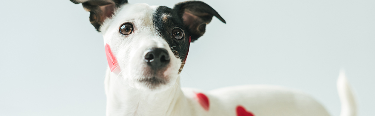 baddog JRT skinissues