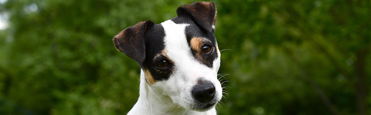 baddog JRT temper