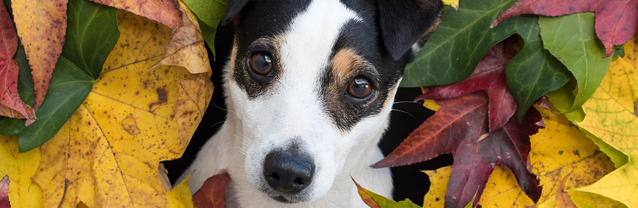 baddog JRT toxicplants
