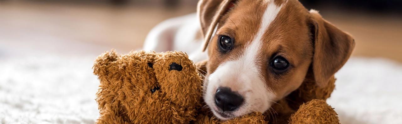 baddog JRT firstfamilydog