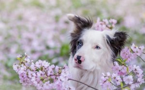 Nomes-para-Cães-Femininos