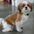 Shih-Tzu-680x454