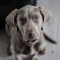 sadie