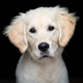 marley