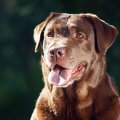 winston
