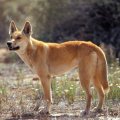 dingo
