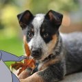 balu