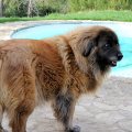 bisonte