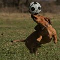 pelé