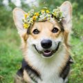 uva