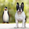 kowalski