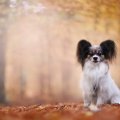 papillon