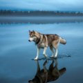 Polar