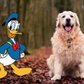 Donald