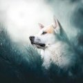 Primor
