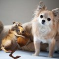 Scrat