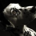 romeo