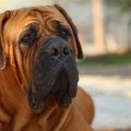 samson