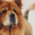 tyson