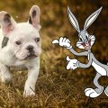 Bugs Bunny