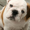 Baco