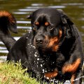 Bravo
