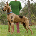 Scooby-Doo