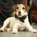 uggie