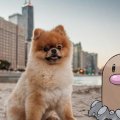 diglett