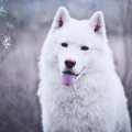 Hera