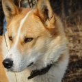 laika