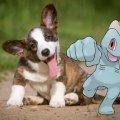 machop