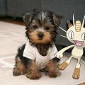 meowth