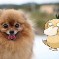 psyduck