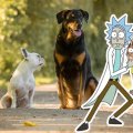 Rick-and-Morty