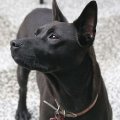 ripley