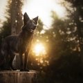 Alpha