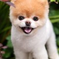 boo