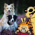 Calvin-e-Hobbes