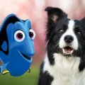 Dory