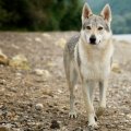 lobo