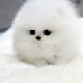 pipi