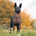 anubis